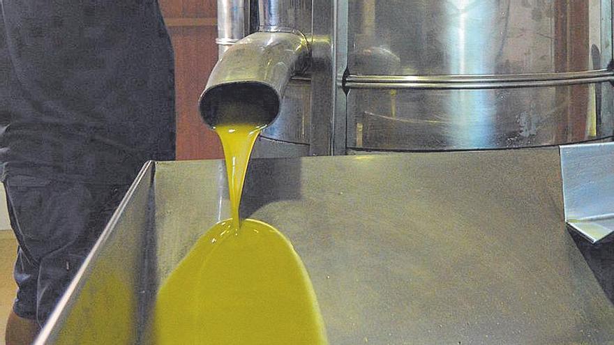 La ‘tafona’ de Sóller ya produce aceite de oliva.