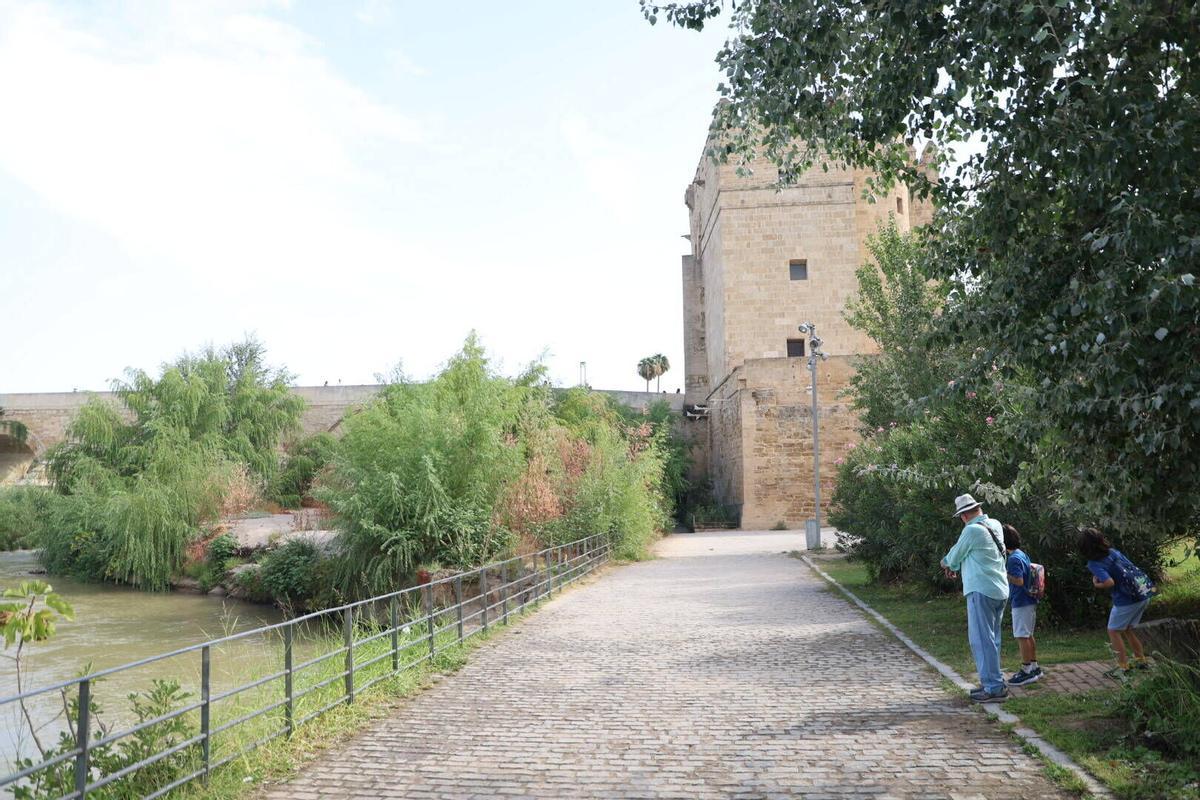 La vegetación toma el Puente Romano