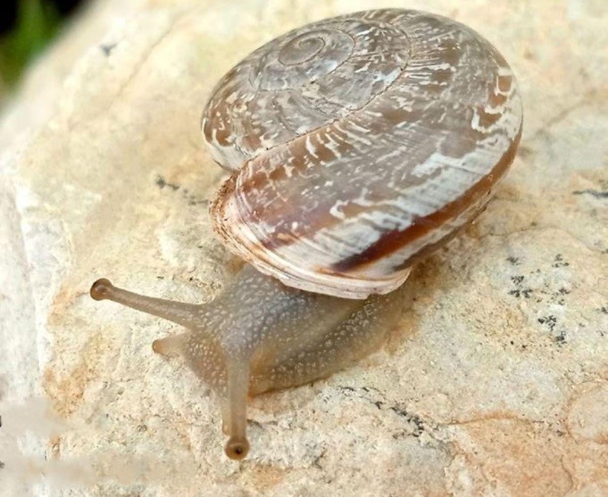 Ejemplar de la nueva especie de caracol recién desubierta.