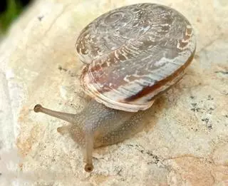 Descubierta en Rute una nueva especie de caracol, que se ha denominado para la ciencia 'Iberus rutensis'