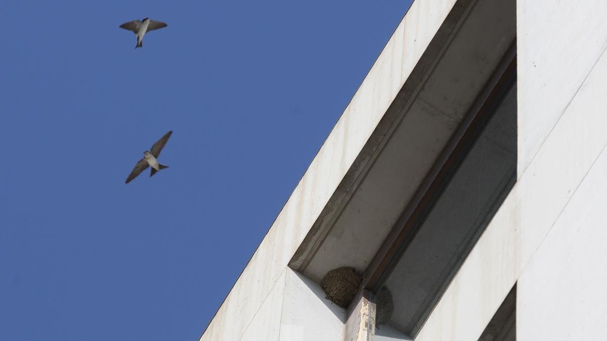 Nido de avión común en el Banc de Sang i Teixits.