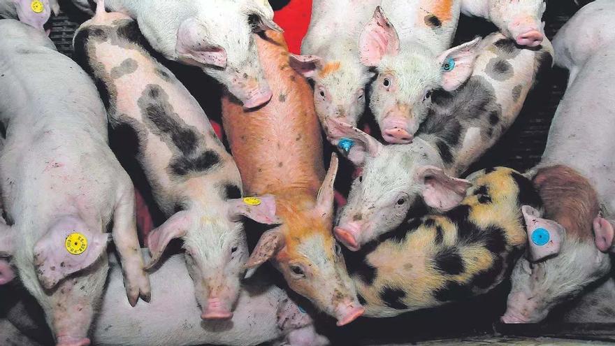 Un millar de granjas de porcino ya aplican mejoras para reducir la emisión de gases contaminantes