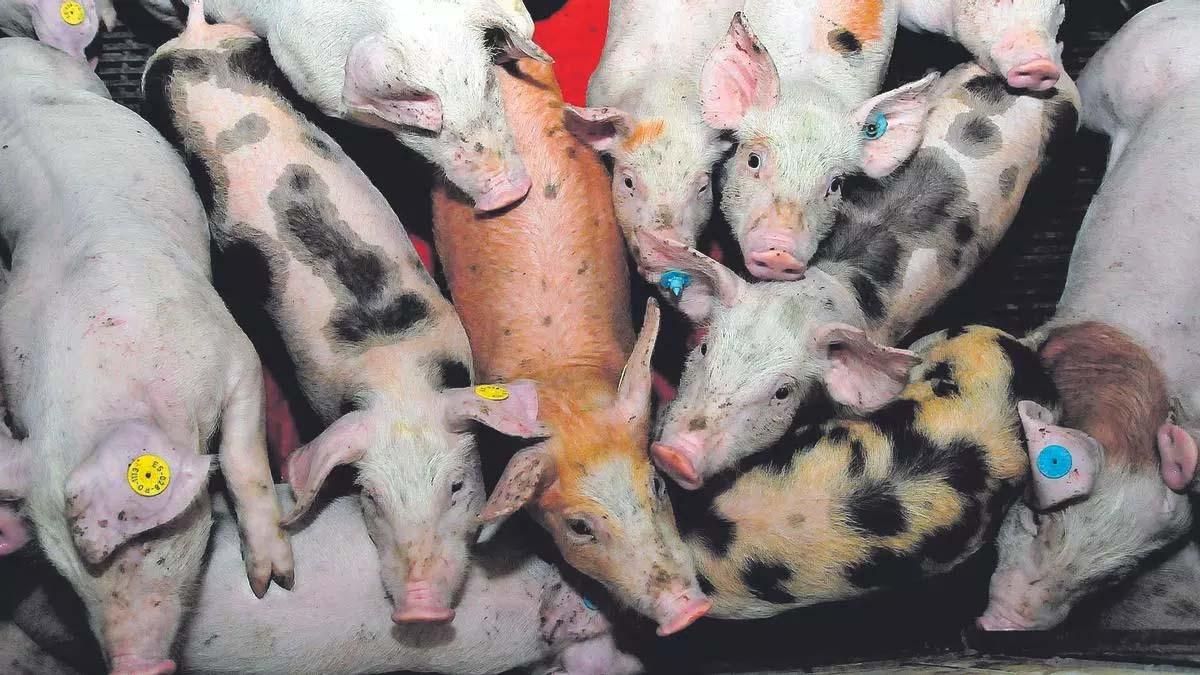 Lechones en una explotación porcina gallega.