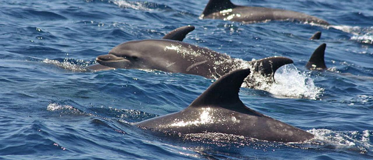 Delfines en el cañón de Avilés. | Ricardo Solís