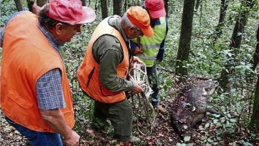 Uns caçadors arrosseguen un senglar abatut enmig d&#039;un bosc, en una fotografia d&#039;arxiu.