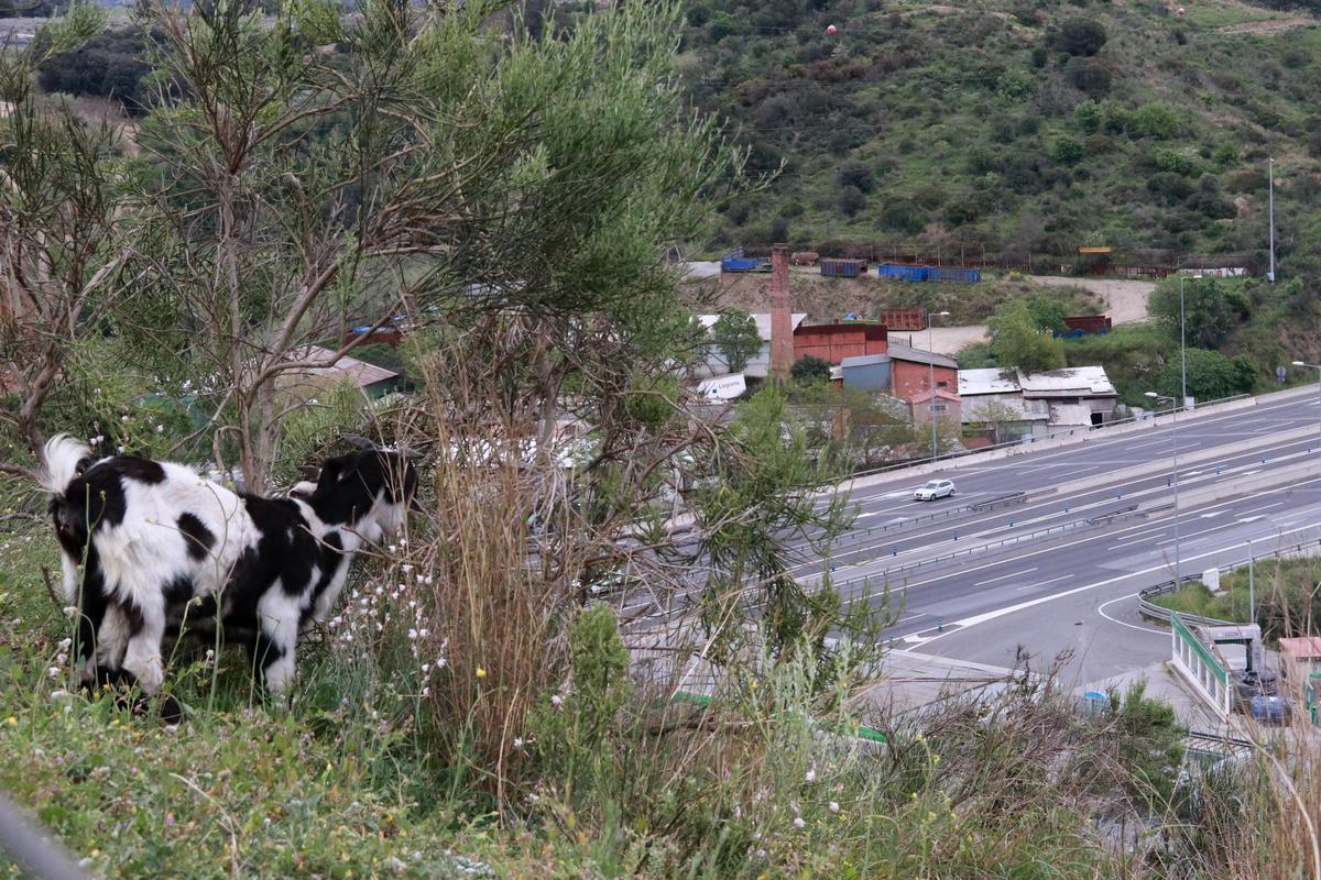 Una cabra desbrozando en Collserola a la altura de la C-58
