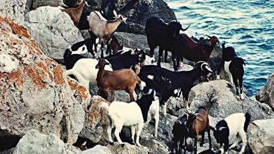 Cabras en es Vedrà durante una batida de los &#039;vedraners&#039; en 1995.