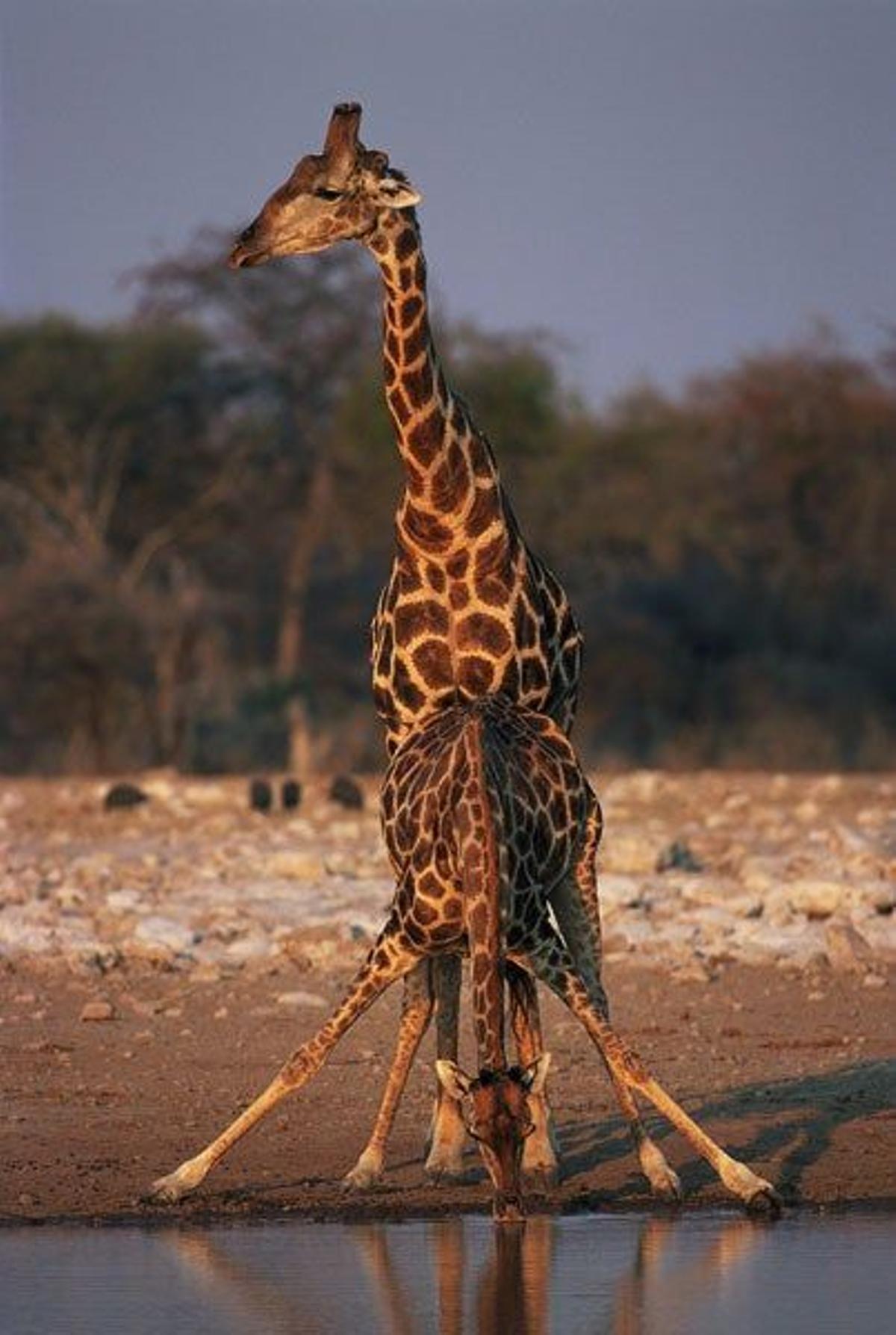 Jirafas bebiendo en una de las lagunas del Parque Nacional de Etosha.