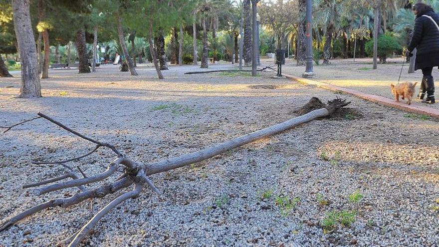 Aparecen árboles arrancados en el Hort del Monjo