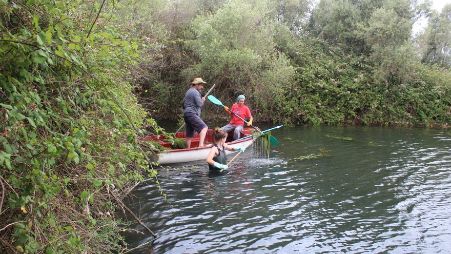 Retirada de algas de las lagunas de Can Figuera