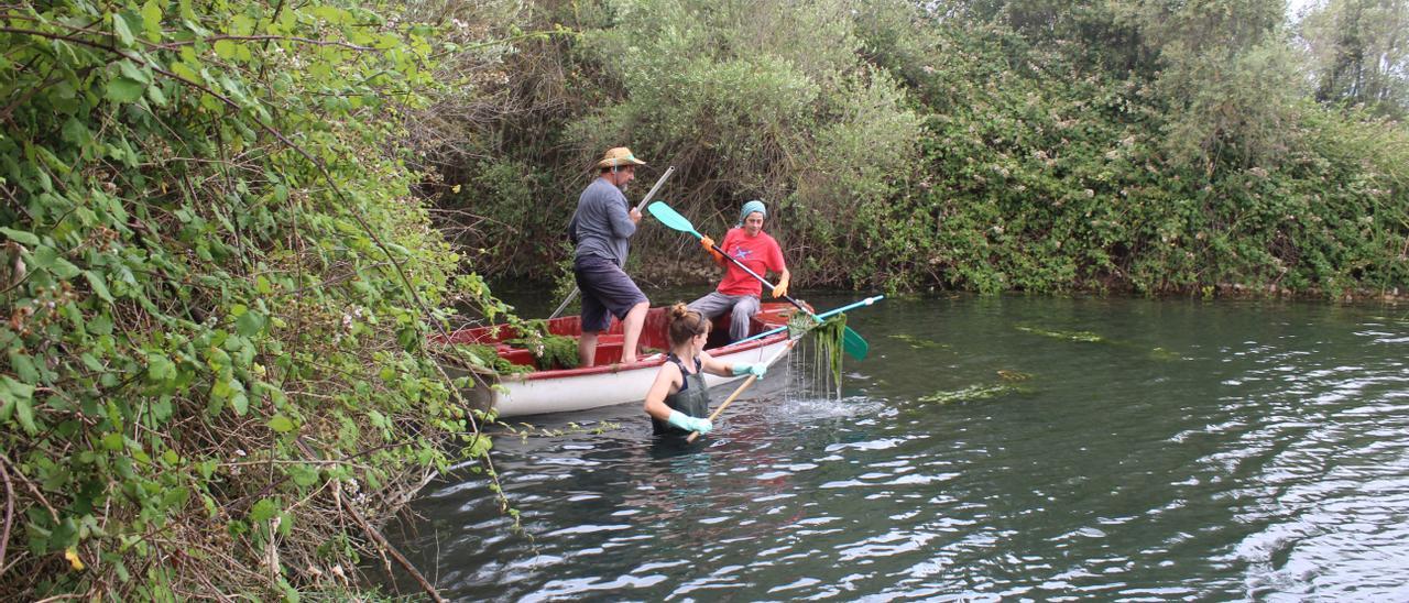 Retirada de algas de las lagunas de Can Figuera