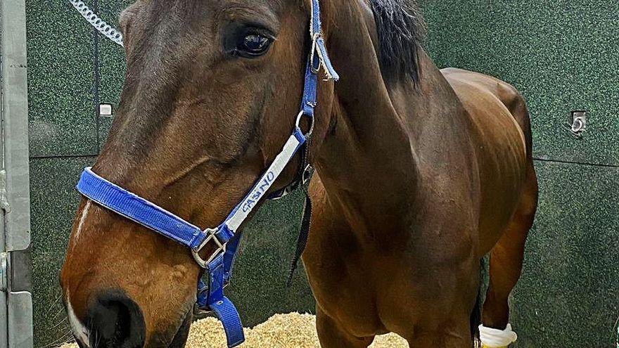 Medio millar de caballos están ya inmovilizados en España por el virus.