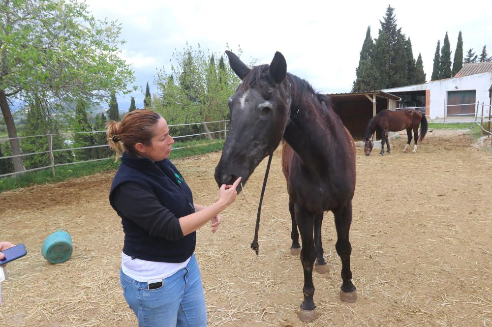 Santuario de caballos CYD Santa María en Alhaurín