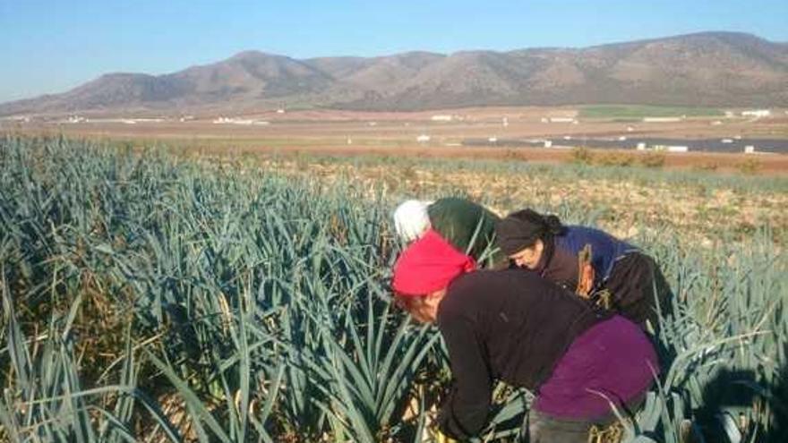 Mujeres en una finca de Sierra de Yeguas recolectando puerros donde se aplican los abonos conocidos como bocashi.