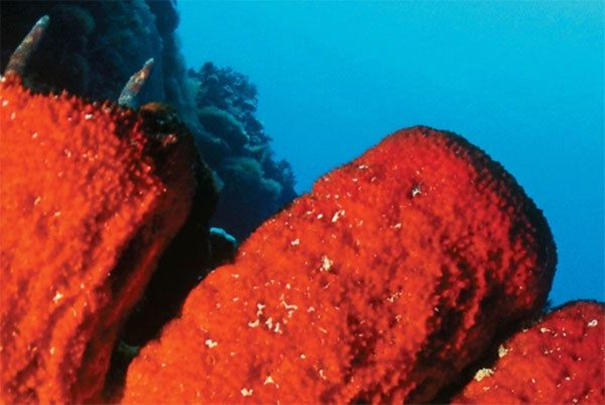 Las esponjas salpican
de color los arrecifes de
Caimán, un archipiélago
compuesto por tres
pequeñ