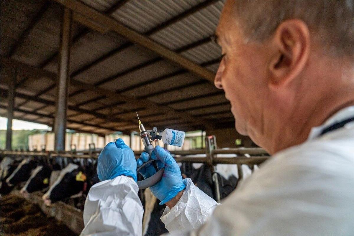 Espanya vacunarà mig milió de vaques contra la dermatosi nodular Espanya vacunarà mig milió de vaques contra la dermatosi nodular