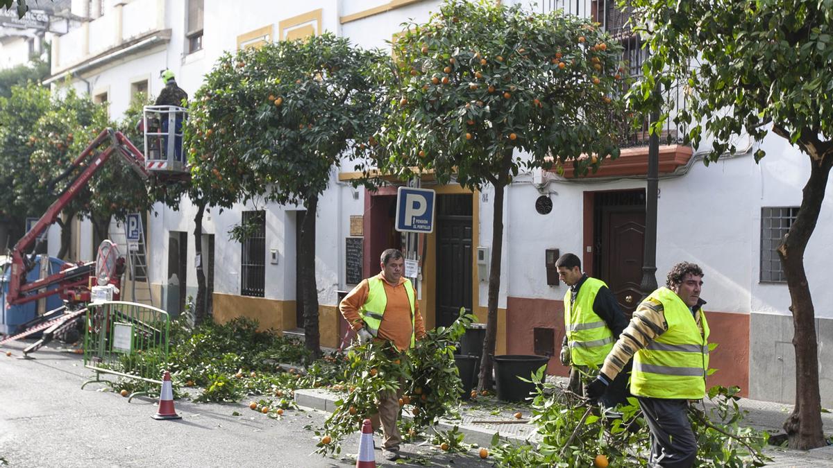 Imagen de archivo de una poda de naranjos en la calle San Fernando.