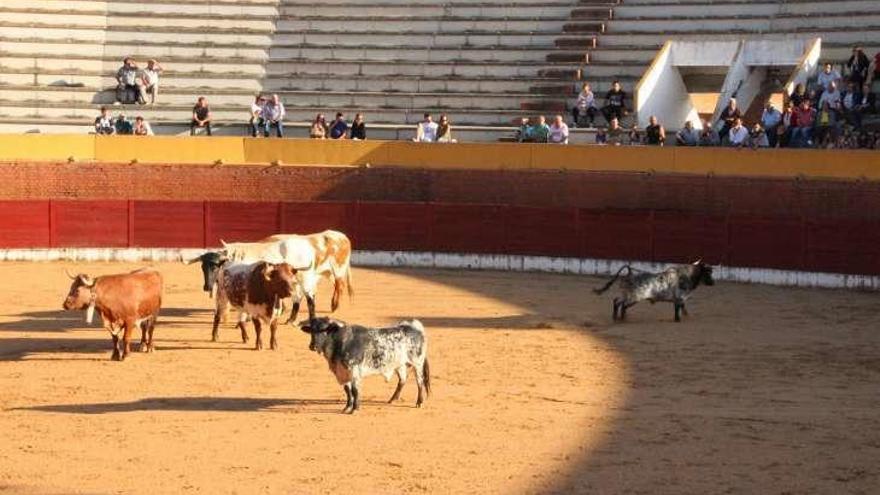 Fuentesaúco conoce a los toros de los espantes