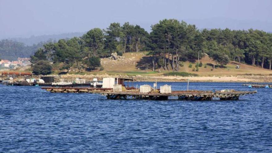 Bateas de cultivo de ostra en aguas de O Grove, a la altura de la isla de A Toxa. // Muñiz