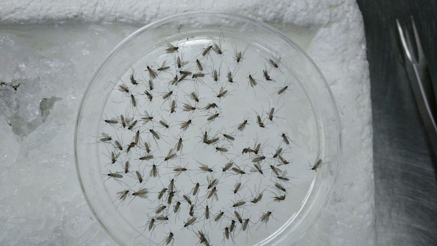 Salud eleva los municipios andaluces en riesgo por el virus del Nilo y endurecerá los controles