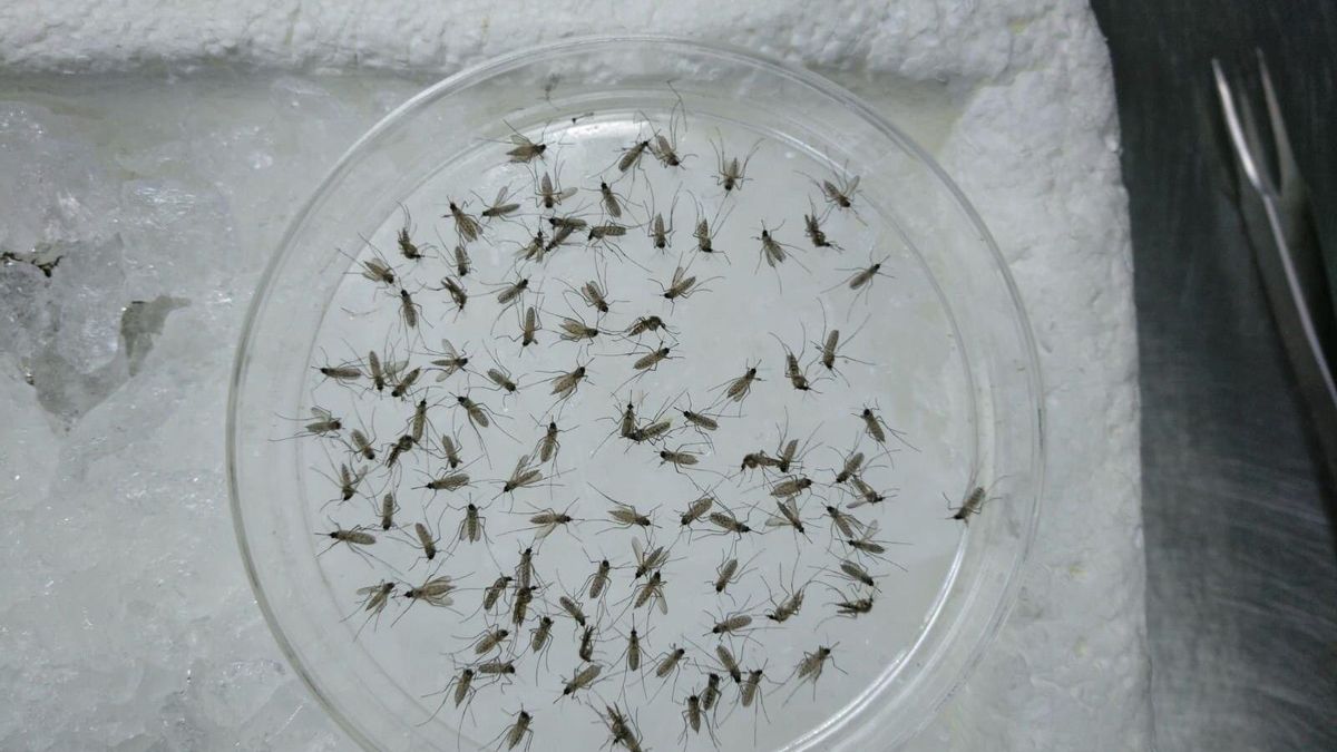 Estudio del mosquito 'Culex perexiguus', principal vector del virus del Nilo Occidental en Andalucía