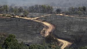 ¿Qui crema els nostres boscos? El retrat de l’incendiari