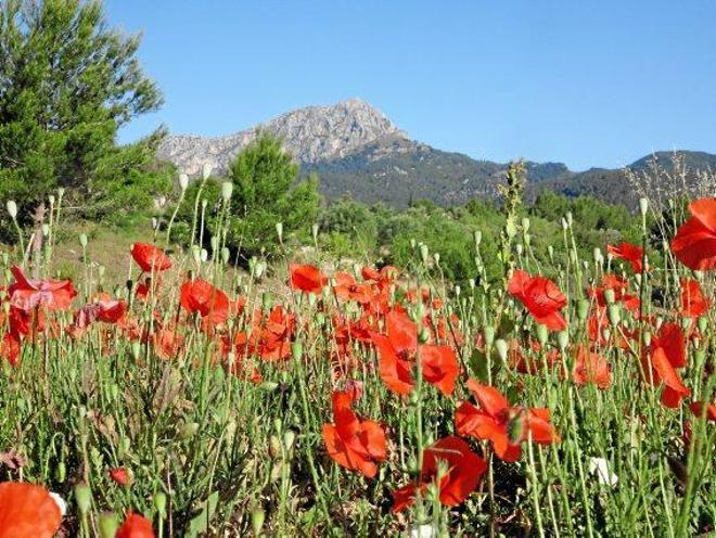 Sommerblumen: So schön blüht Mallorca - Mallorca Zeitung