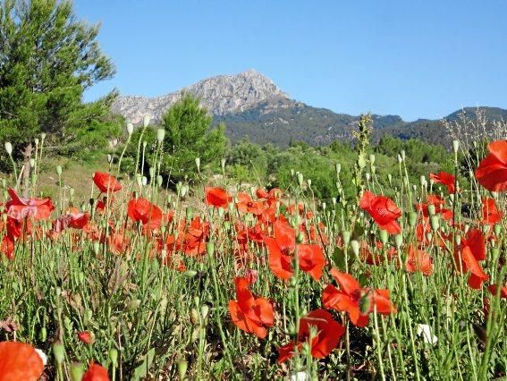 Sommerblumen