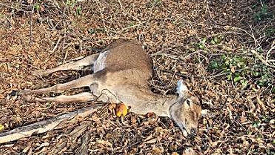 Cierva muerta en el Barrio de la Estación de Puebla.