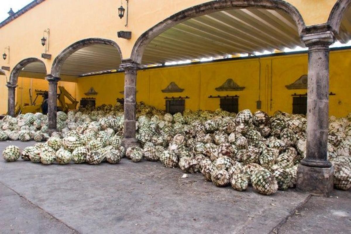 Ruta del tequila en Jalisco