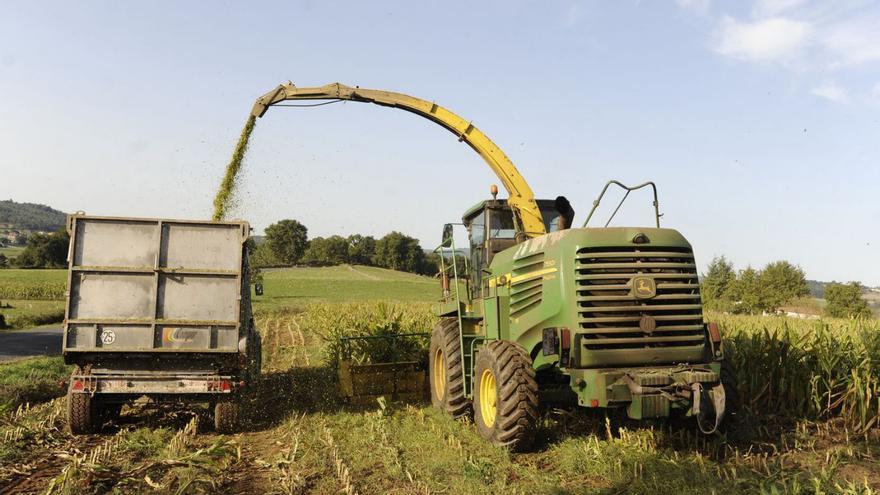 La cosecha de maíz para silo baja un 30% por la prolongada sequía