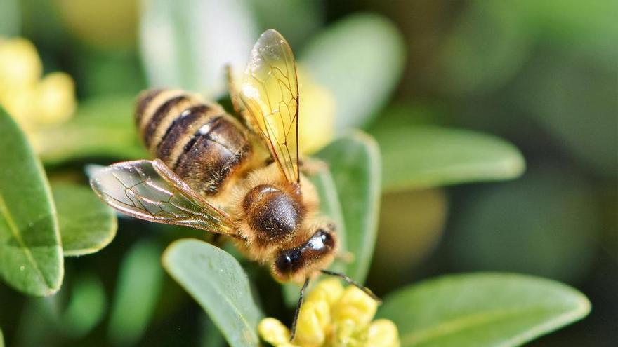 Spanien hat mehr als 1.100 verschiedene Bienenarten: So lernen Sie die Bienen in Ihrer Nähe kennen