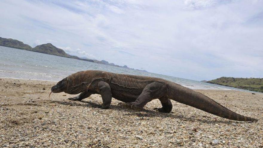 Un dragón de Komodo ataca a dos personas en Indonesia