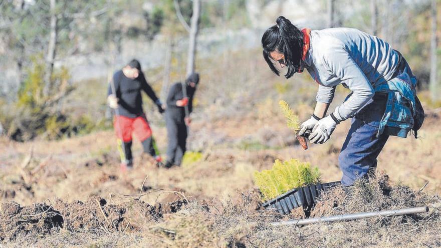 Voluntarios reforestan un monte en Cerdedo. |  // BERNABÉ/JAVIER LALÍN