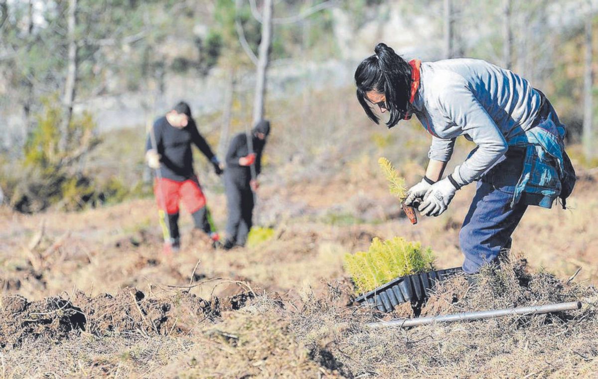 Voluntarios reforestan un monte en Cerdedo. | // BERNABÉ/JAVIER LALÍN