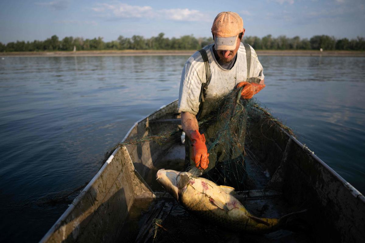 Jeremy Fuchs, el único pescador profesional del río Rin