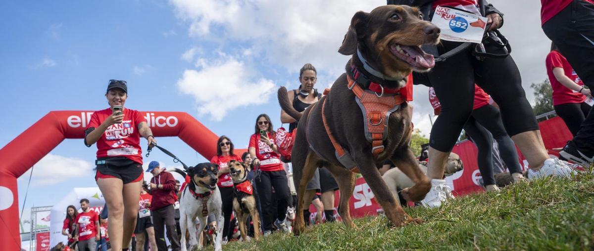 La quarta edició de la Can We Run reuneix mil corredors i els seus gossos