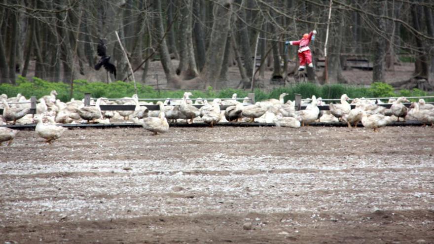 Ànecs d&#039;una de les granges que hi ha a la zona de Sant Gregori on s&#039;han hagut de sacrificar els 17.000 exemplars després de detectar-se el nou focus de grip aviària