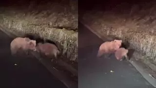 VÍDEO | Un oso mata y devora a un jabalí en el Vall d'Aran