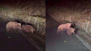 Un oso atacando a un Jabalí en el Val dAran