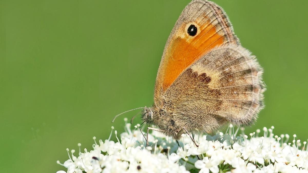 Un ejemplar de la mariposa