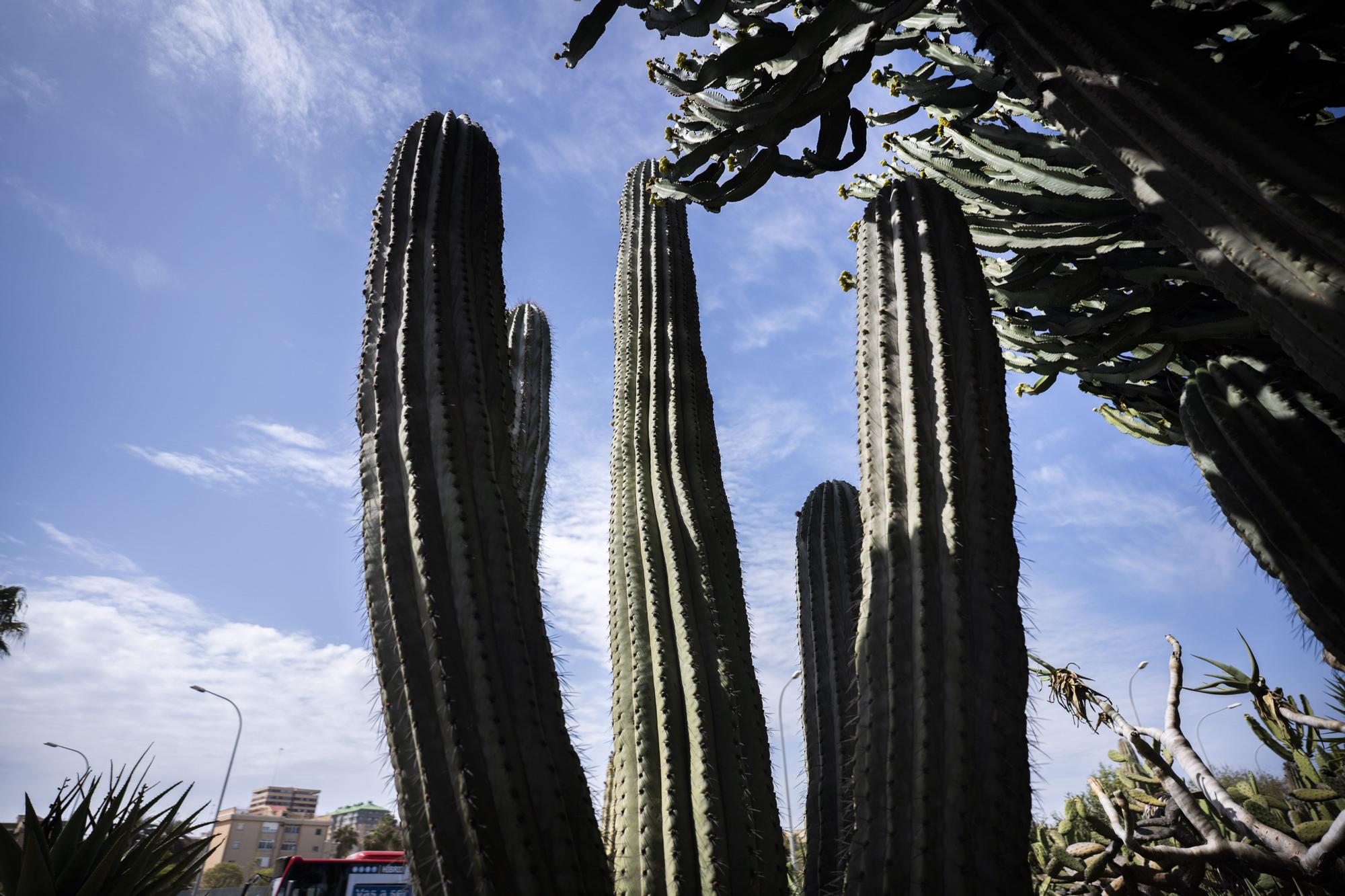 ¿Conoces los jardines de cactus de València?