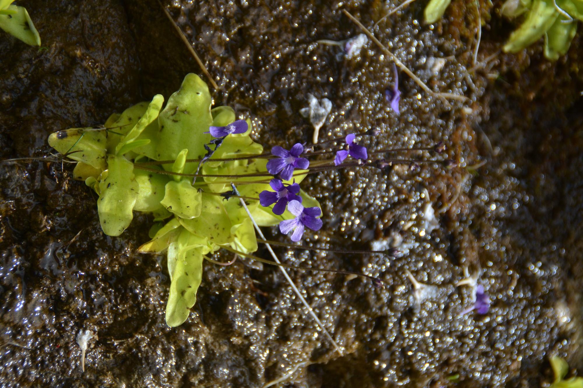 Pinguicula grandiflora.jpg