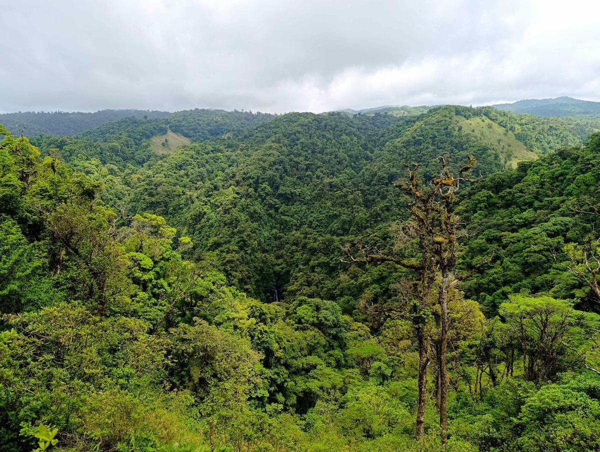 El bosque nuboso de Costa Rica, una joya natural que lucha contra la crisis climática.