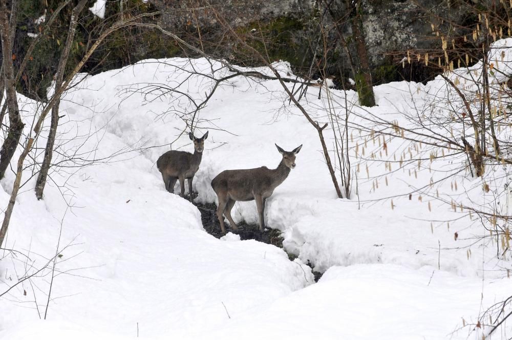 La nieve abunda en Felechosa