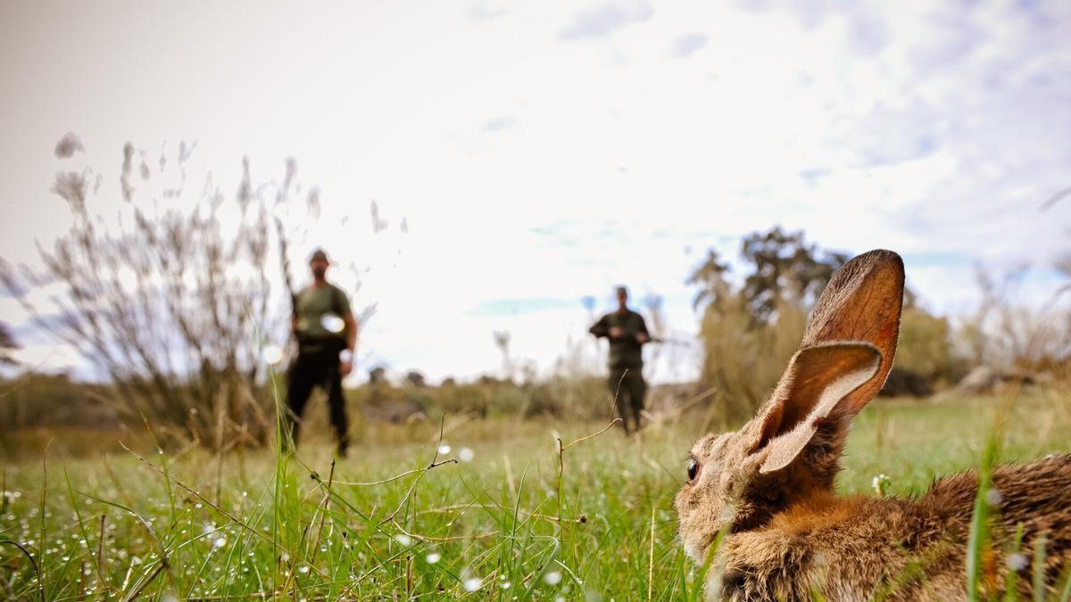 Cazadores durante una jornada de caza del conejo en la zona norte de la provincia, en una imagen de archivo.