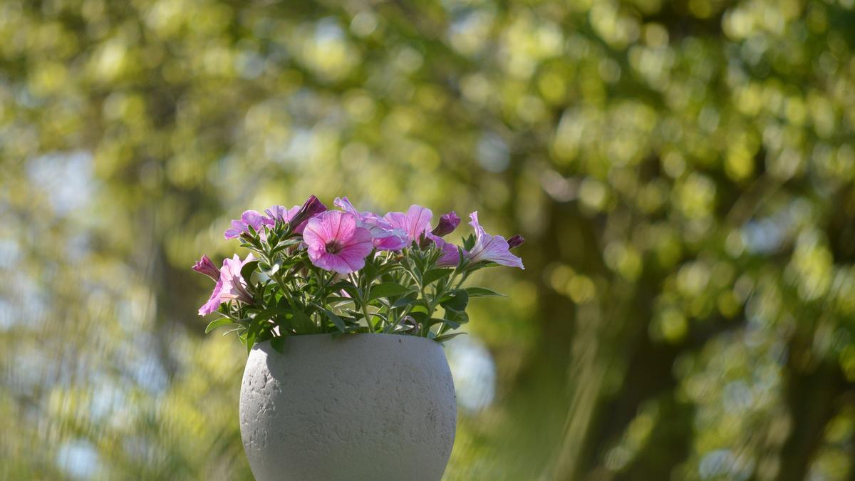 Las petunias son perfectas para cultivar en macetas