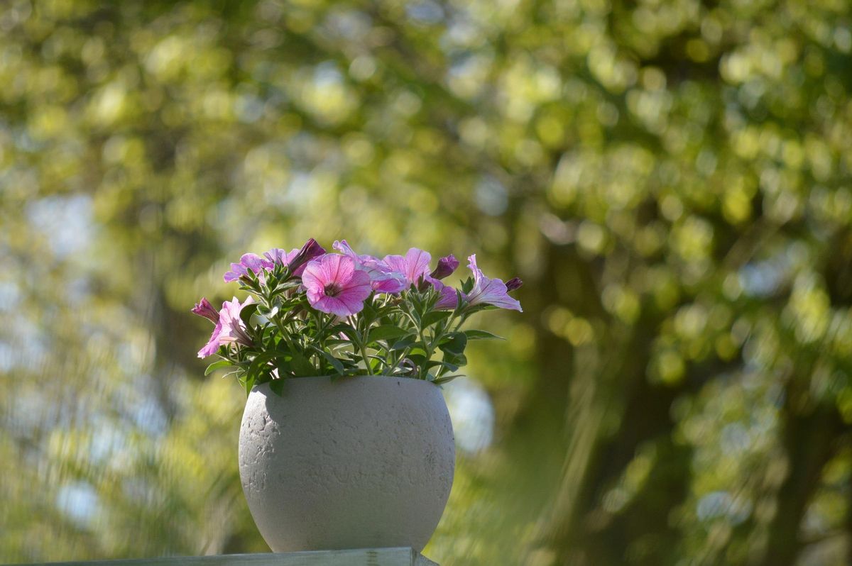 Las petunias son perfectas para cultivar en macetas