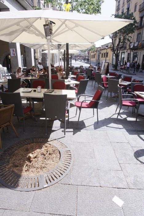 Arbres talats a la Rambla Llibertat de Girona