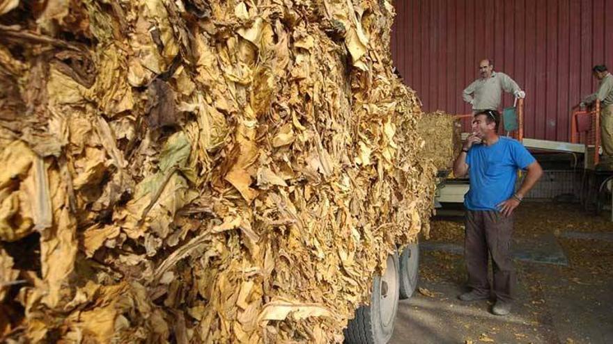 Varios eurodiputados destacan la importancia económica y social de cultivo de tabaco